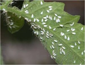 uploads/images/pest/tomato whiteflies.jpg